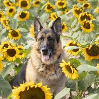 MetroPet Veterinary Clinic ico
