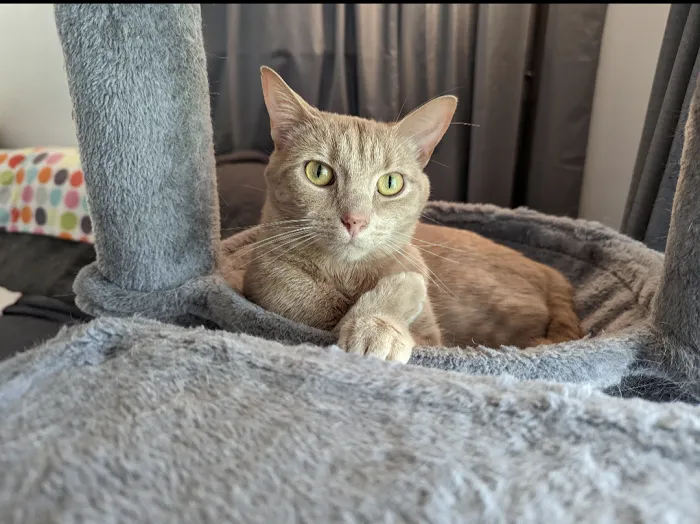 MetroPet Veterinary Clinic Picture 10