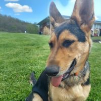 Town & Country Veterinary Clinic ico