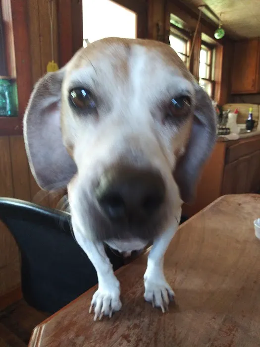 Town & Country Veterinary Clinic Picture 4