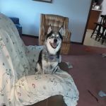 Jackson Animal Clinic