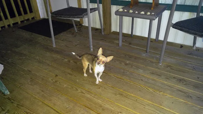 Jackson Animal Clinic Picture 10