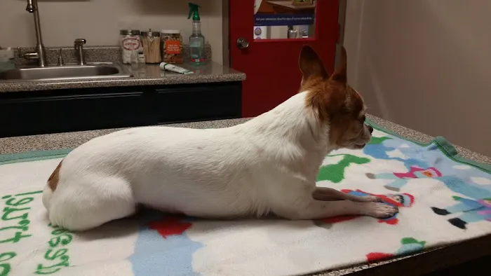 Jackson Animal Clinic Picture 5