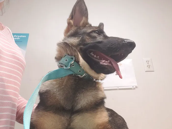 Jackson Animal Clinic Picture 4