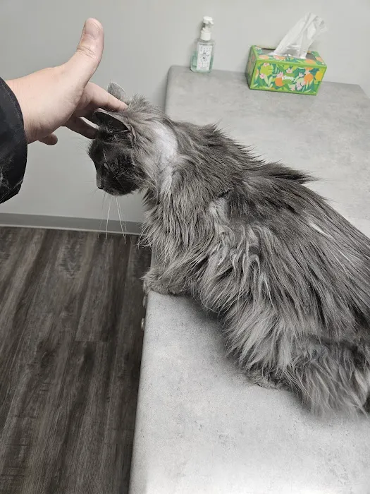 Ripley Paws Veterinary Clinic Picture 5