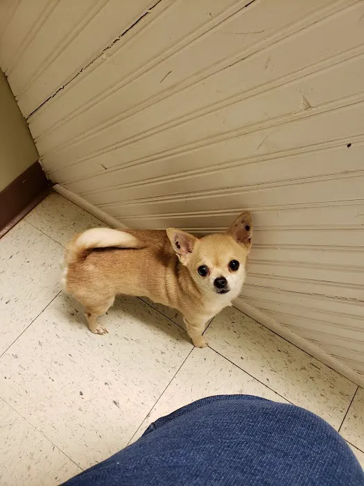Ripley Paws Veterinary Clinic Picture 8