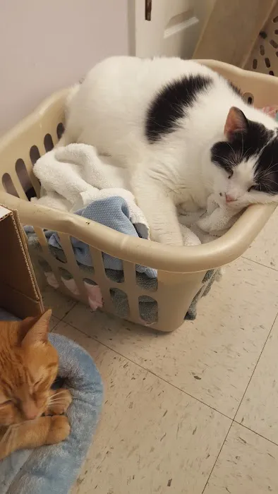Ripley Paws Veterinary Clinic Picture 7
