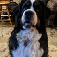 Refugee Canyon West Veterinary Services ico