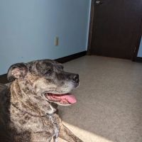 Newark Veterinary Hospital ico