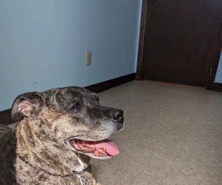Newark Veterinary Hospital