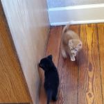 Granville Veterinary Clinic