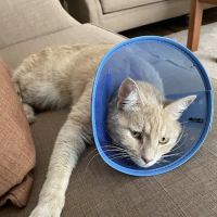 Animal Hospital of Pataskala ico