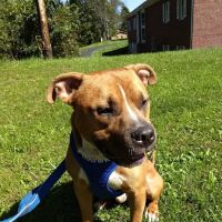 Animal Care Center At Granville ico
