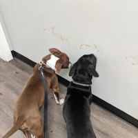 ValuVet Wellness Newark ico