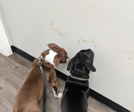 ValuVet Wellness Newark
