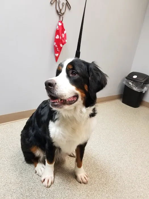 ValuVet Wellness Newark Picture 3
