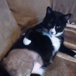 Northtowne Animal Clinic