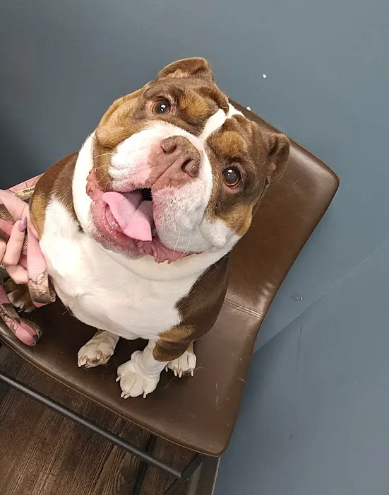 Amanda Animal Hospital, Inc. Picture 3