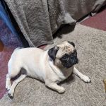 Amanda Animal Hospital, Inc.