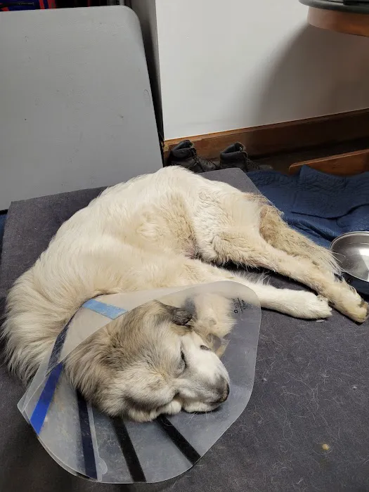 Amanda Animal Hospital, Inc. Picture 2