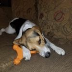 Mapleton Veterinary Clinic