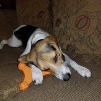 Mapleton Veterinary Clinic ico
