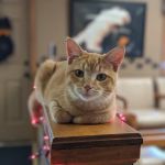 Ashland Veterinary Clinic