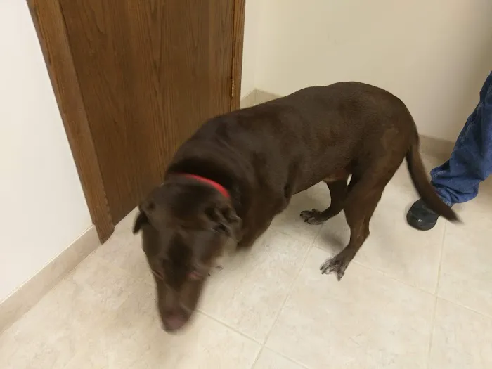 Daisy Hill Animal Hospital Picture 1