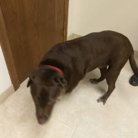 Daisy Hill Animal Hospital ico