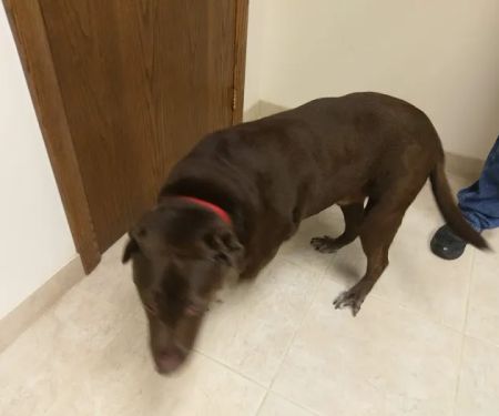Daisy Hill Animal Hospital