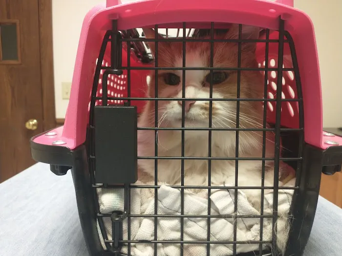 Daisy Hill Animal Hospital Picture 8
