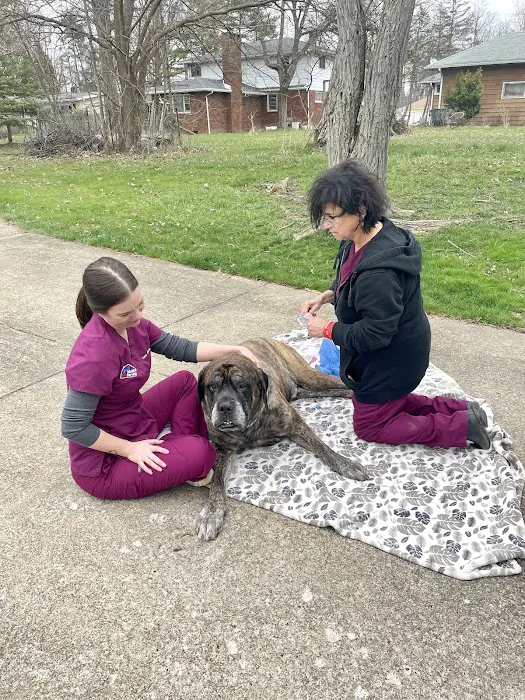Mobile Vet Services Picture 3