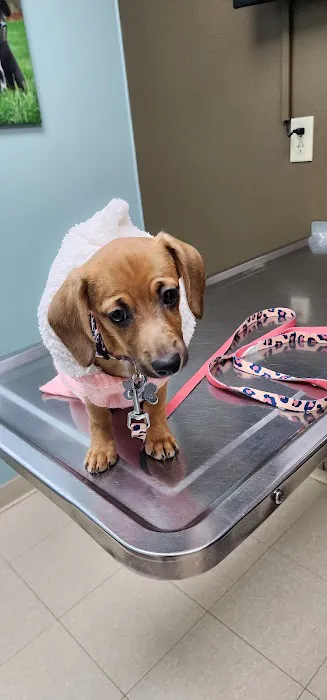 Dr Pal's Small Animal Practice Picture 2