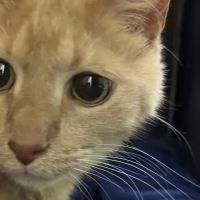 Dr Pal's Small Animal Practice ico