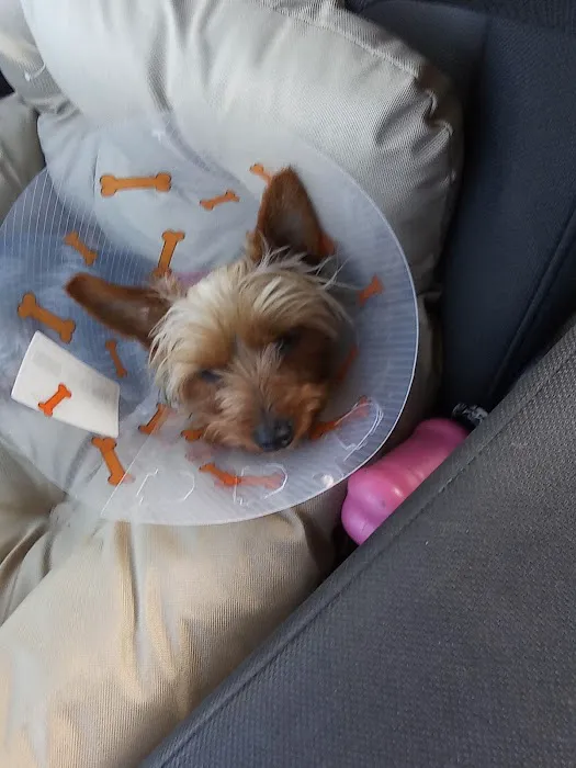 Dr Pal's Small Animal Practice Picture 5