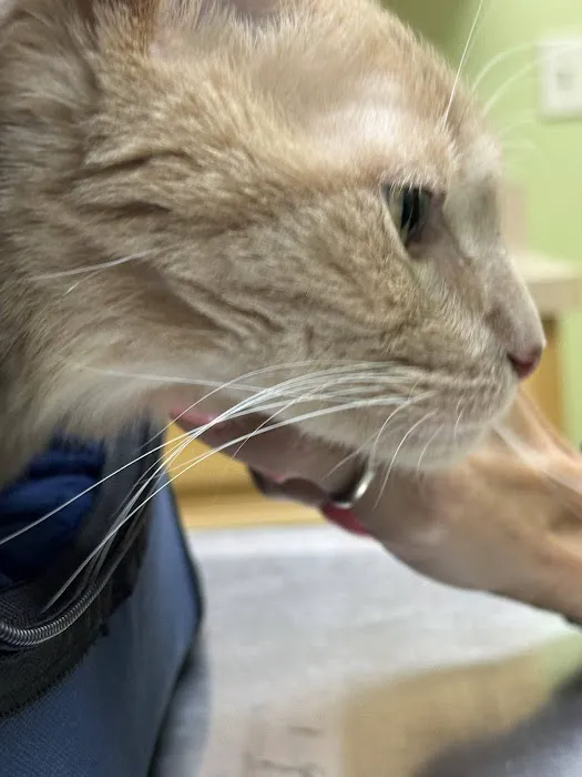 Dr Pal's Small Animal Practice Picture 8