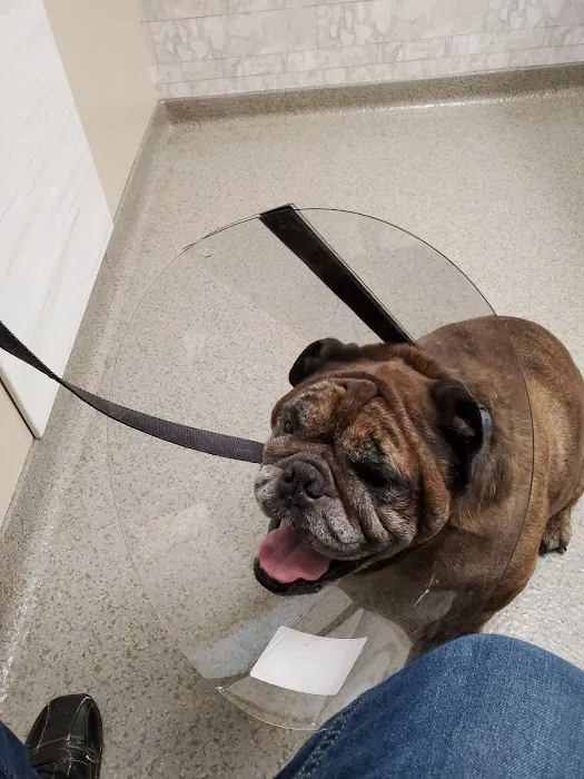 Dr Pal's Small Animal Practice Picture 9