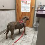 River Square Animal Hospital