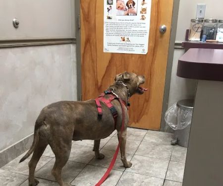 River Square Animal Hospital