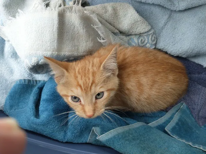 Bay Village Animal Clinic Picture 7