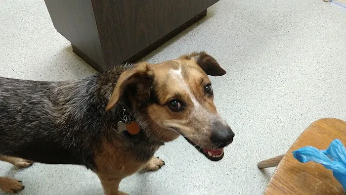 Bay Village Animal Clinic Picture 5