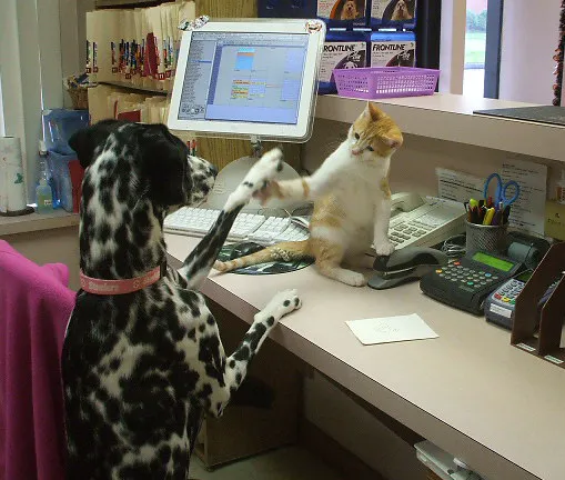 Animal Hospital-Fairview Park Picture 3