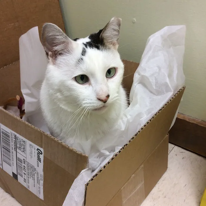 Animal Hospital-Fairview Park Picture 8