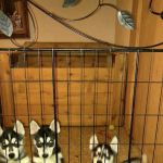 Animal Hospital-Fairview Park
