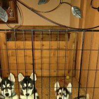 Animal Hospital-Fairview Park ico