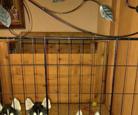Animal Hospital-Fairview Park