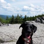 Searsport Veterinary Hospital