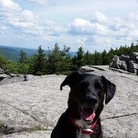 Searsport Veterinary Hospital ico