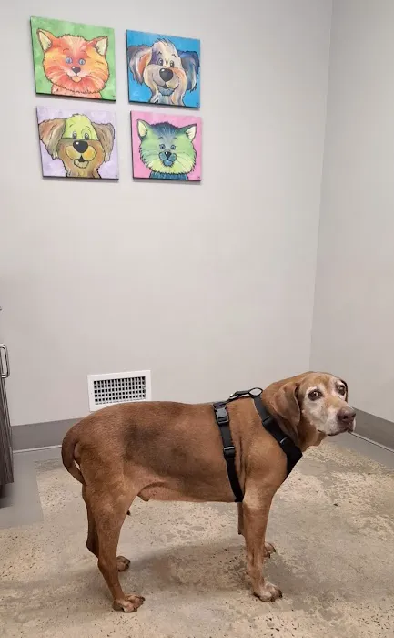 Animal Hospital North Picture 1