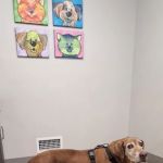Animal Hospital North